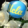 UCLA 7